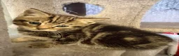 Domestic Shorthair cats for sale: Kittens  - Advert 1