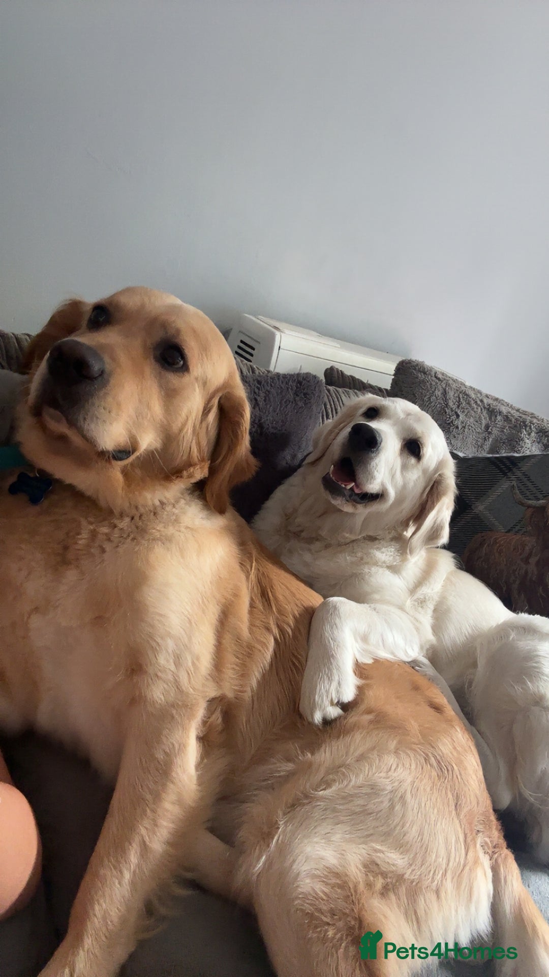 Golden Retriever dogs for sale: Gorgeous Golden Retriever puppies  - Image 11