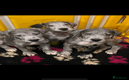 Great Dane dogs for sale: READY NOW PURE BRED GREAT DANE PUPPIES FOR SALE - Image 14