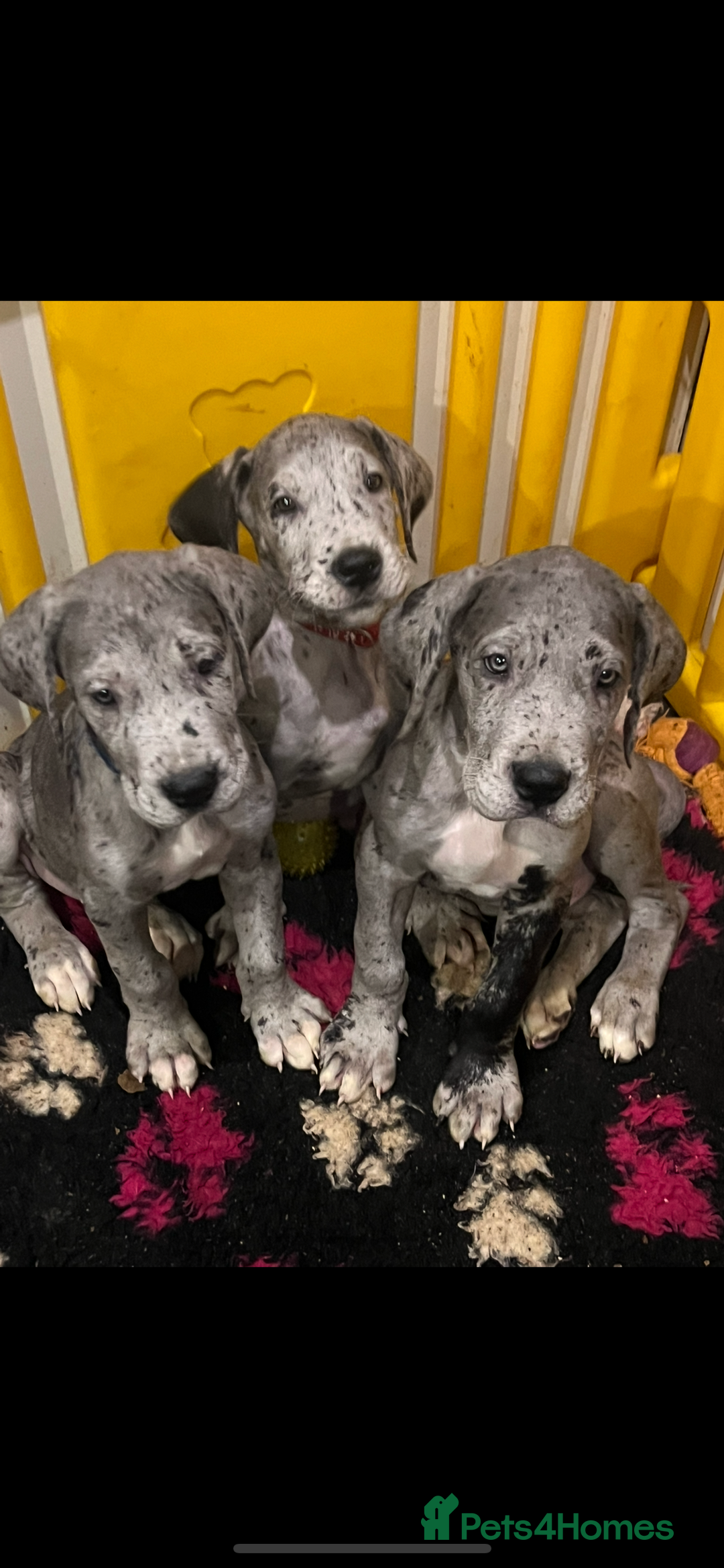 Great Dane dogs for sale: READY NOW PURE BRED GREAT DANE PUPPIES FOR SALE - Image 14