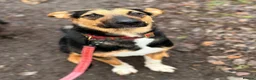 Mixed Breed dogs for adoption: 💙BRUNO💙 : LARGE LOVING YOUNG BOY in Burntwood - Advert 8