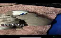 American Bully dogs for sale: AMERICAN POCKET BULLYS - Image 16