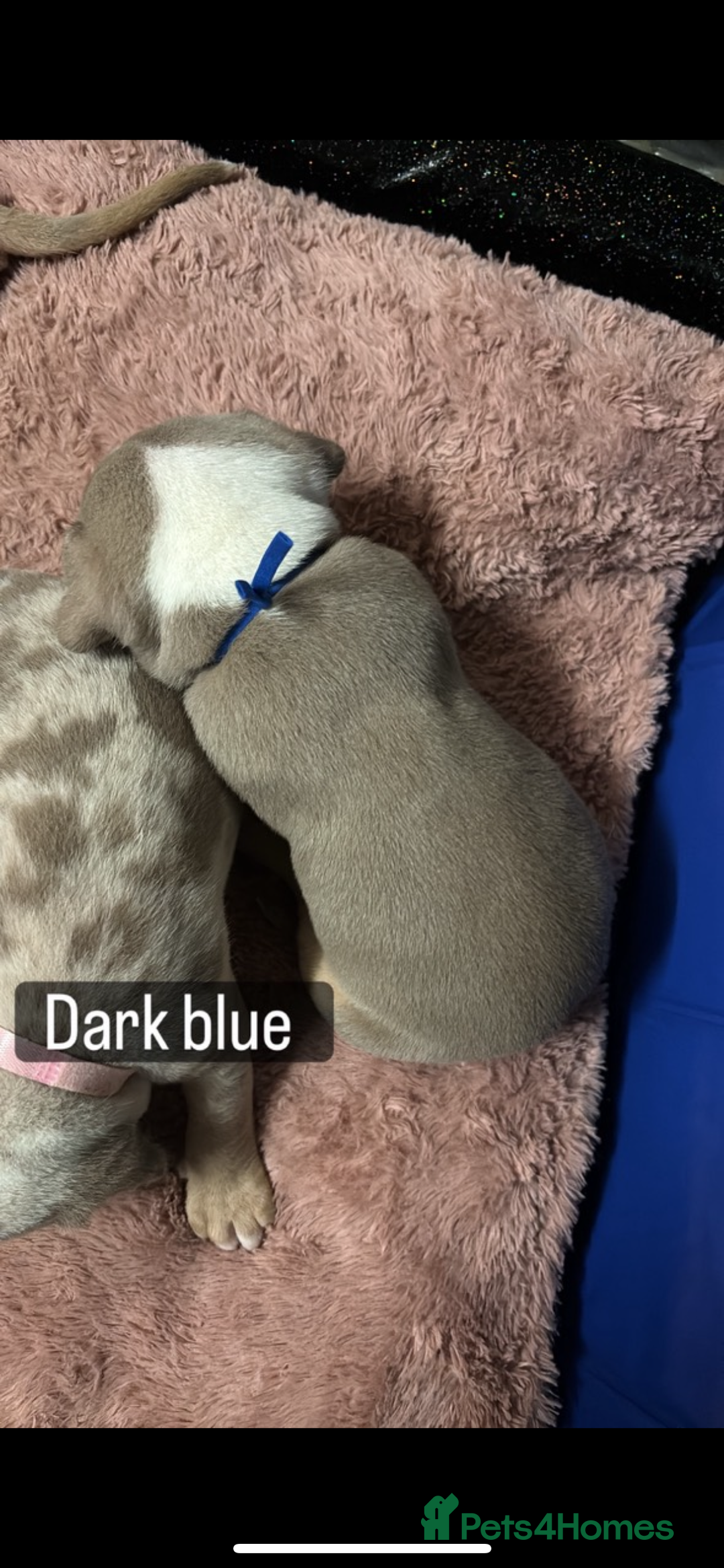 American Bully dogs for sale: AMERICAN POCKET BULLYS - Image 16