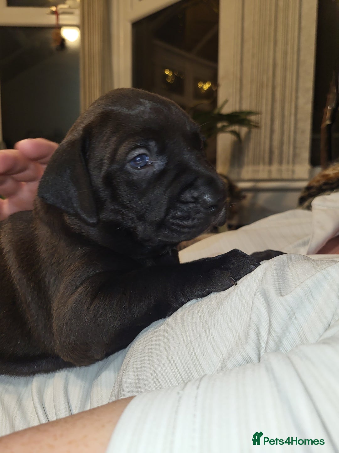 Mixed Breed dogs for sale: Alaunt type dogs - Advert 8