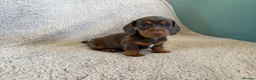 Miniature Dachshund dogs for sale: Mini dachshunds in Evesham - Advert 7