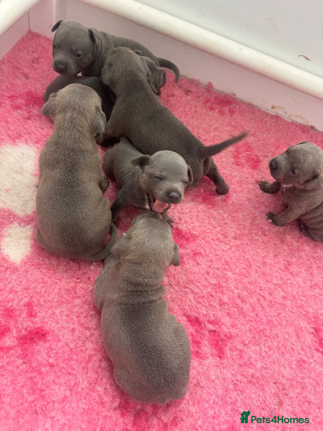 Staffordshire Bull Terrier dogs for sale: Staffordshire bull terrier blue kc reg full ped in Rhyl - Advert 33