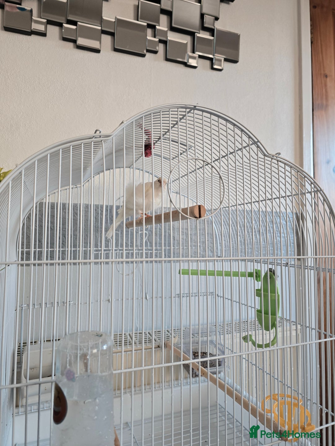 Canaries birds for sale: Lovely Cannary and budgie for sale - Advert 6
