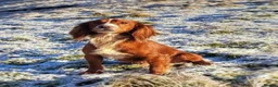 Cocker Spaniel dogs for sale: Kc Reg, Health tested Red/Gold Working Cocker pups - Advert 7
