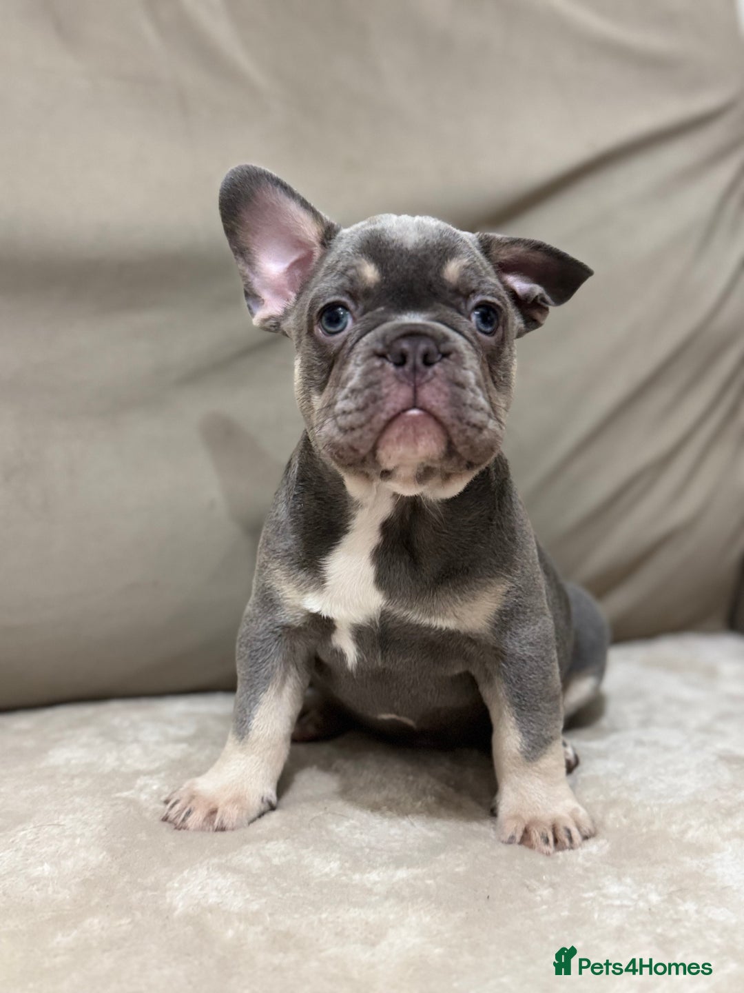French Bulldog dogs for sale:  KC Registered French Bulldog Puppies - Advert 22