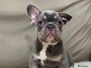 French Bulldog dogs French bulldog - Advert 5