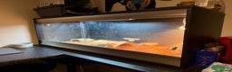 Bearded Dragon reptiles for sale: 5 year old bearded dragon with full setup - Advert 3