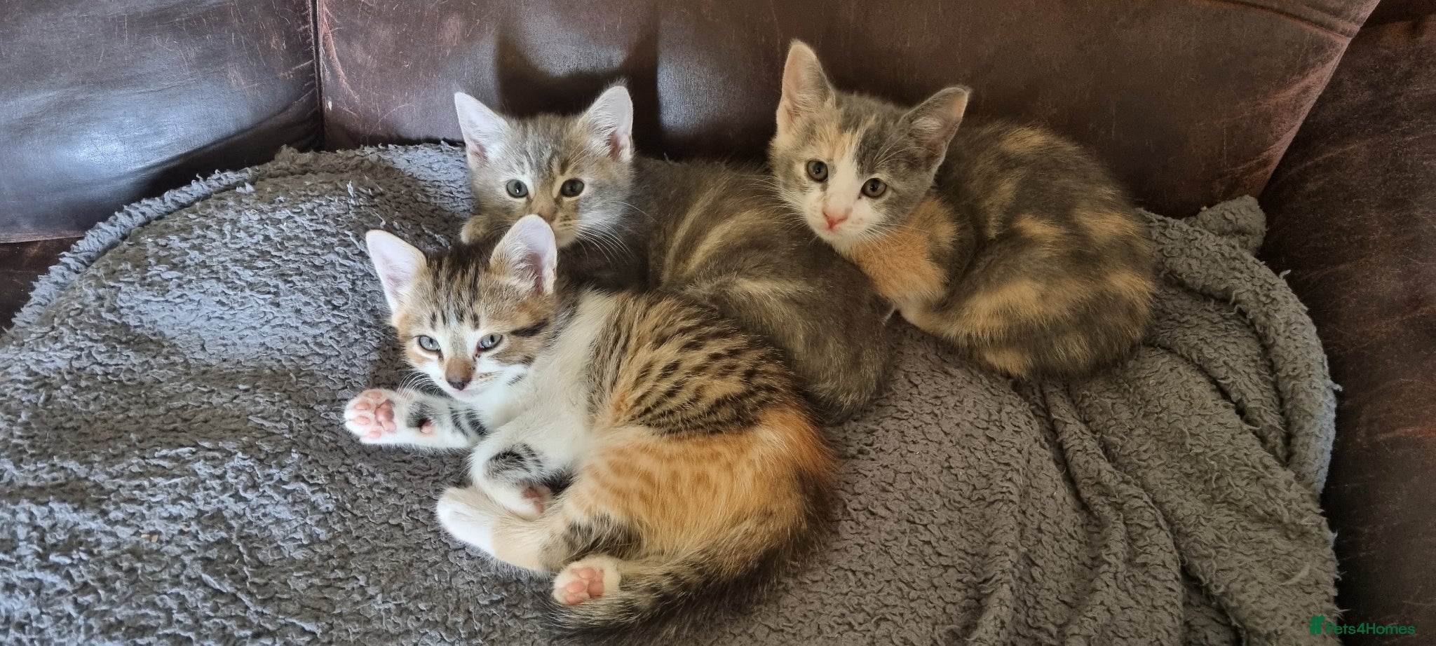 Mixed Breed cats Pretty kittens looking for loving homes  - Advert 14