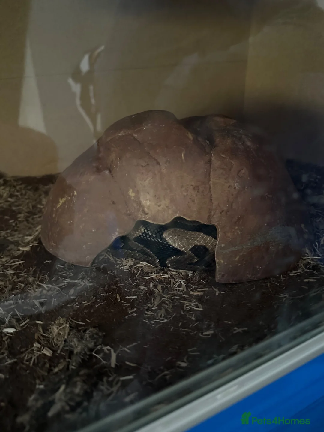 Python Snake reptiles for sale: Royal python - Advert 2