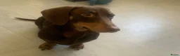 Miniature Dachshund dogs for stud: Chocolate and tanned mini dachshund boy  in Ilford - Advert 2