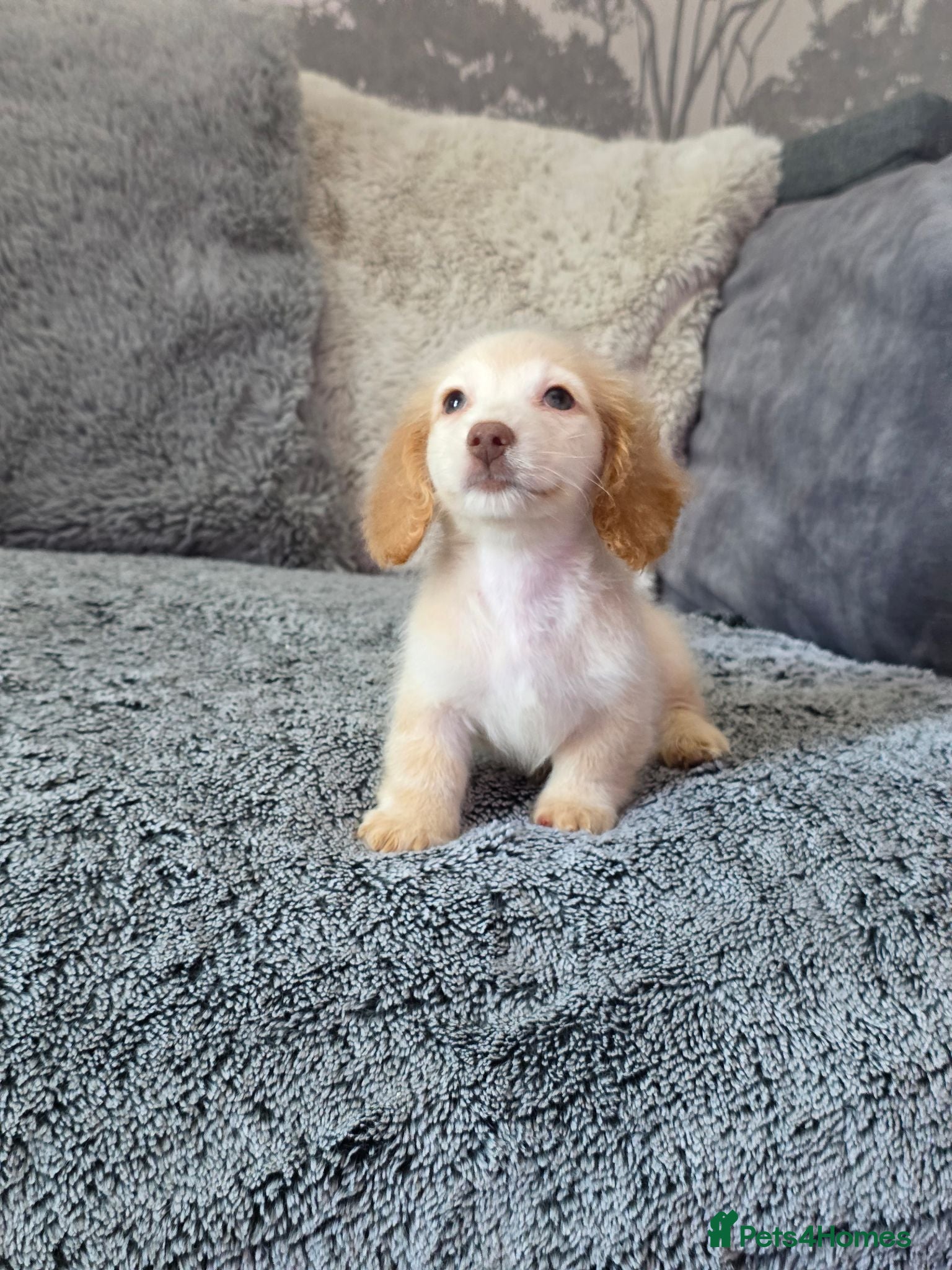 Miniature Dachshund dogs Cream male miniature Dachshund males - Advert 13
