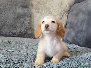 Miniature Dachshund dogs Cream male miniature Dachshund males - Advert 13