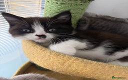 Persian cats for sale: Half Persian male  - Image 21