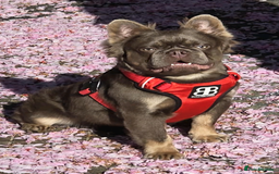 French Bulldog dogs for stud: Skittles, Isabella tan, fluffy, pink carrier in Sheffield - Image 5