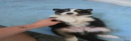 Australian Shepherd dogs for sale: Australian Shepherd  - Advert 9