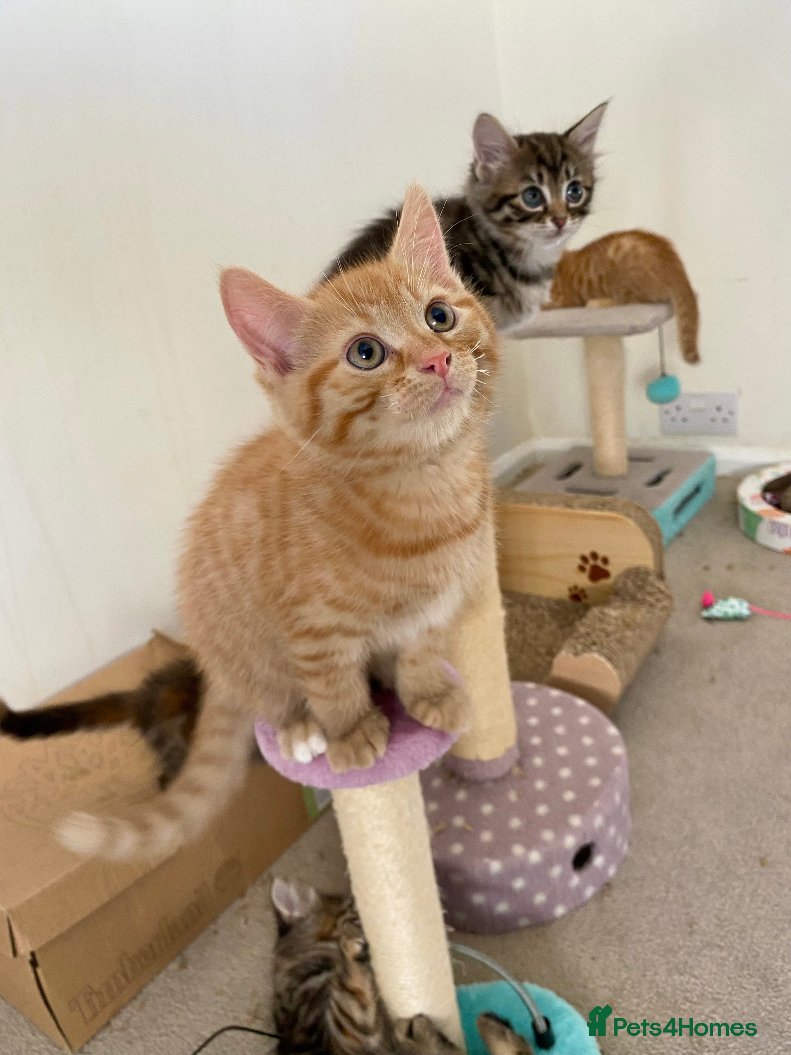 Mixed Breed cats Amiable ginger boys: Garfield and Timothy - Advert 2