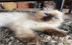 Ragdoll cats for sale: Ragdoll kittens READY NOW 1 BOY 😻  - Image 20