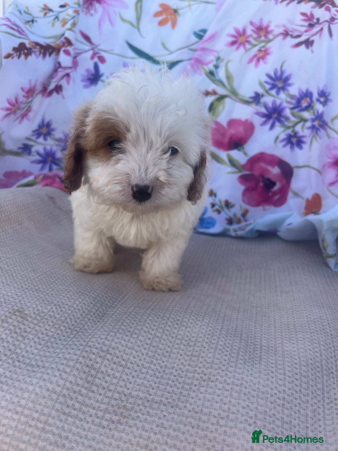 Cavapoo dogs for sale: Cavapoo puppies - Image 4
