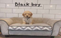 Poochon dogs for sale: Poochon puppies 🥰 - Image 17