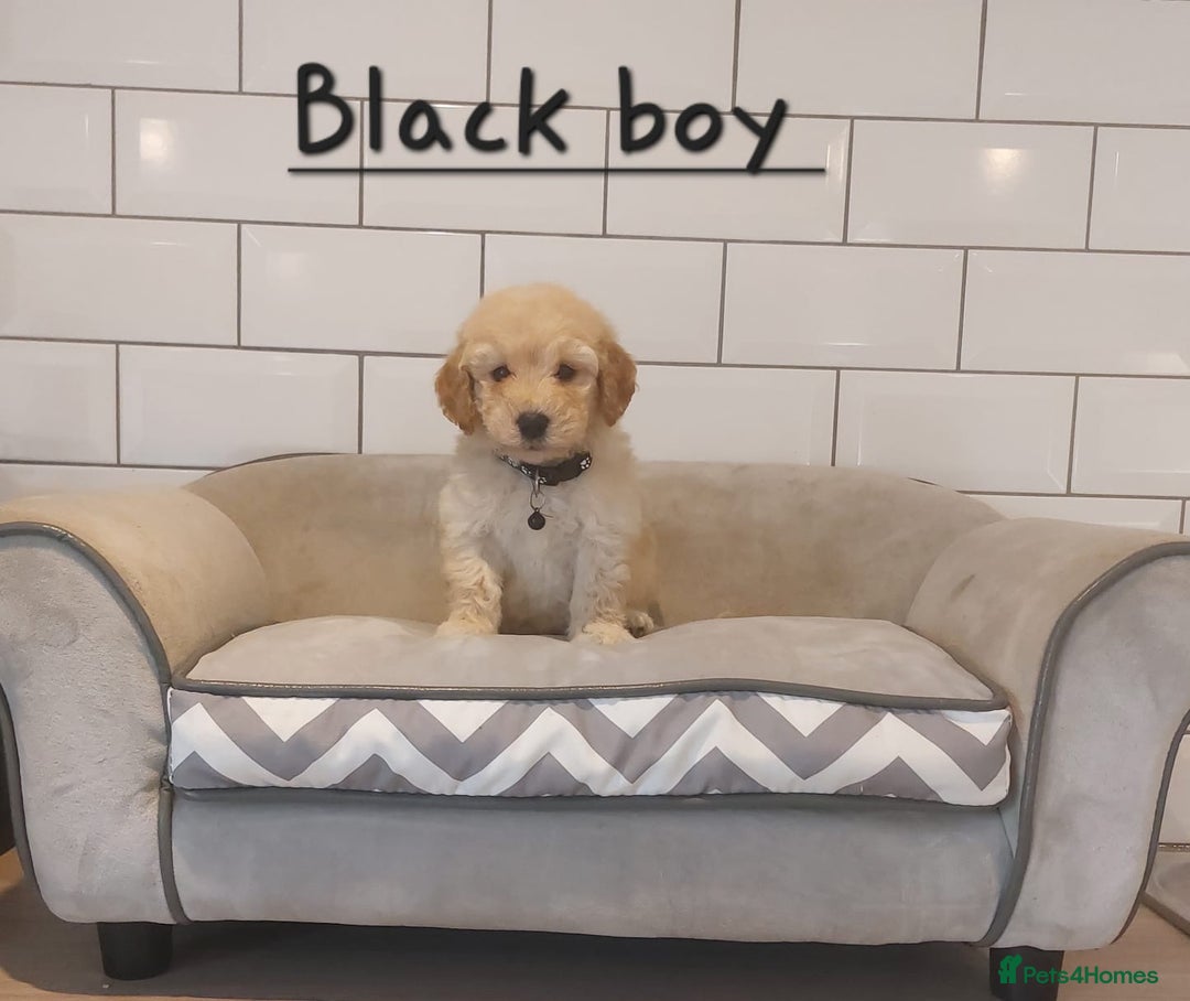 Poochon dogs for sale: Poochon puppies 🥰 - Image 17
