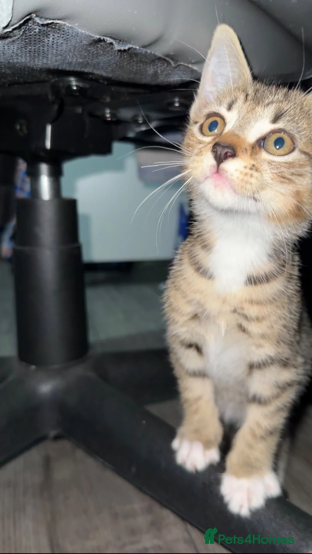 Mixed Breed cats for sale: 9 week old mixed kitten  - Advert 8