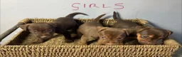 Patterdale Terrier dogs for sale: Quality Patterdale Pups Available  - Advert 14