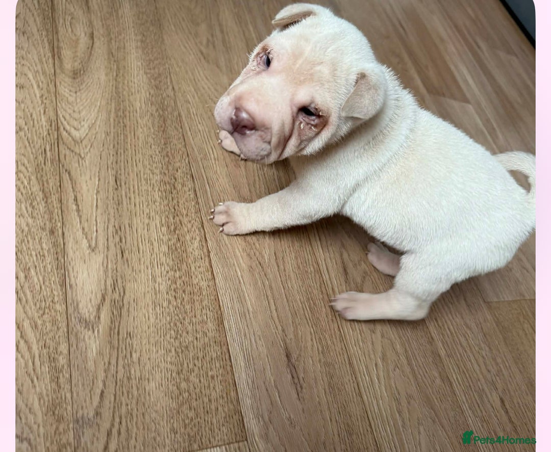 Shar Pei dogs for sale: shar peis - Advert 8