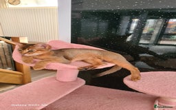 Abyssinian cats for sale: Abisinian kittens  - Image 12