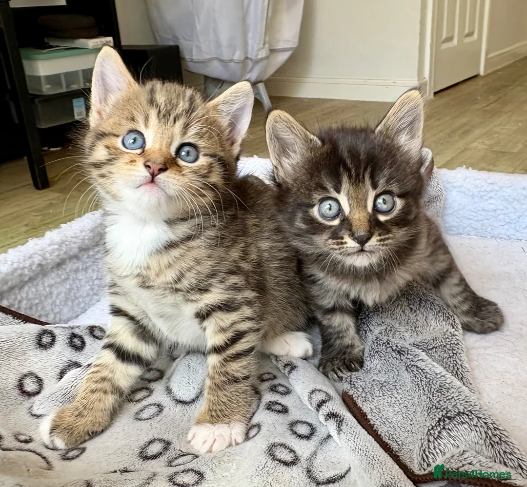 Mixed Breed cats for sale: Two beautiful female kittens available  in Chipping Norton - Advert 1