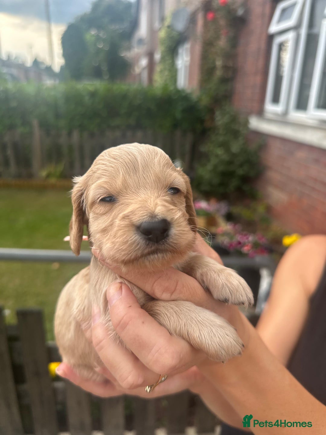 Cockapoo dogs for sale: Stunning f1b cockapoo puppies!!  - Image 27