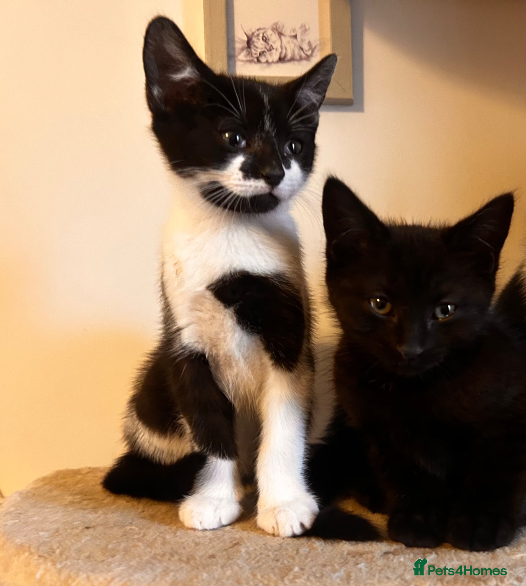 Mixed Breed cats Foster kittens looking for homes 🐱  - Advert 3