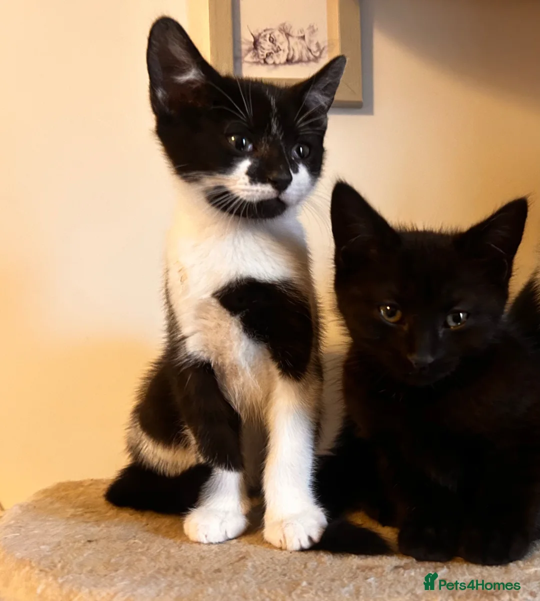 Mixed Breed cats for sale: Foster kittens looking for homes 🐱  in Maldon - Advert 1