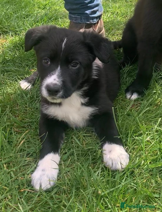 Mixed Breed dogs Shollie puppies -German Shepherd x Boarder Collie  - Advert 1