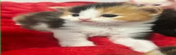 Maine Coon cats for sale: Maine coon  - Advert 6