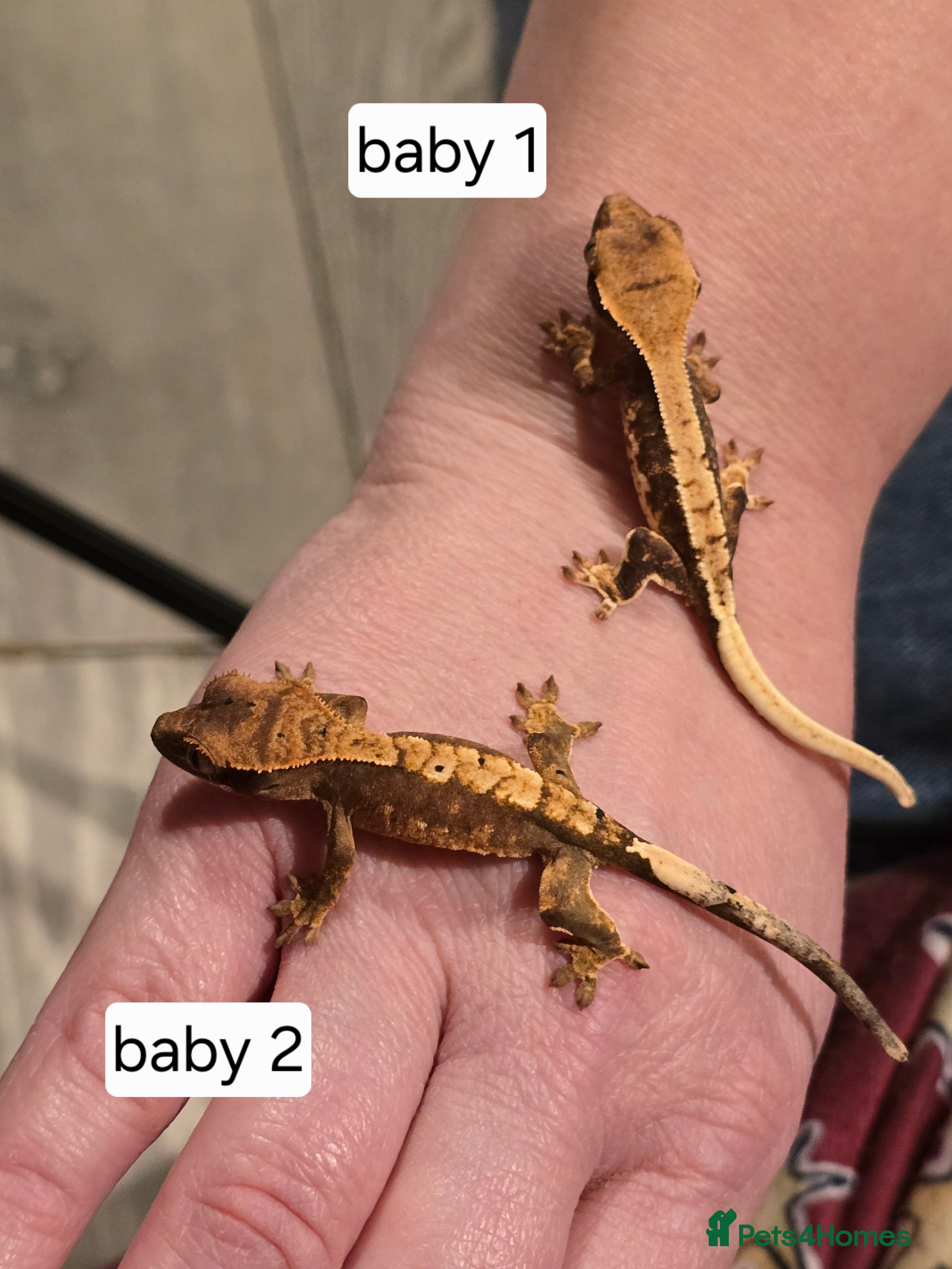 Gecko reptiles Baby crested geckos  - Advert 24