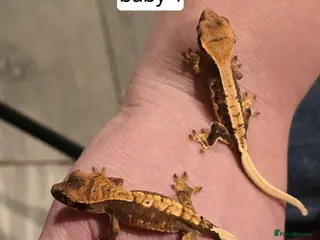 Gecko reptiles Baby crested geckos - Advert 24