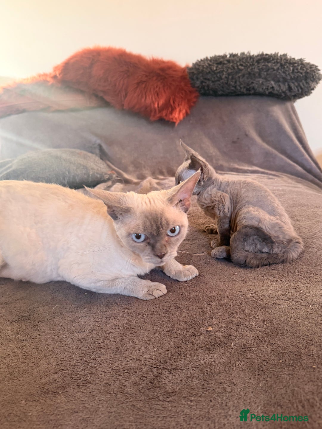 Devon Rex cats for sale: 3 gorgeous Devon Rex kittens - Advert 17