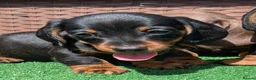 Miniature Dachshund dogs for sale: Quality KC/ PRA clear Miniature Dachshund puppies  - Advert 9
