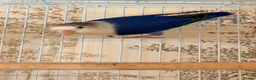 Lovebirds birds for sale: Lovebirds pairs, males and more for rehoming  in Sevenoaks - Advert 5