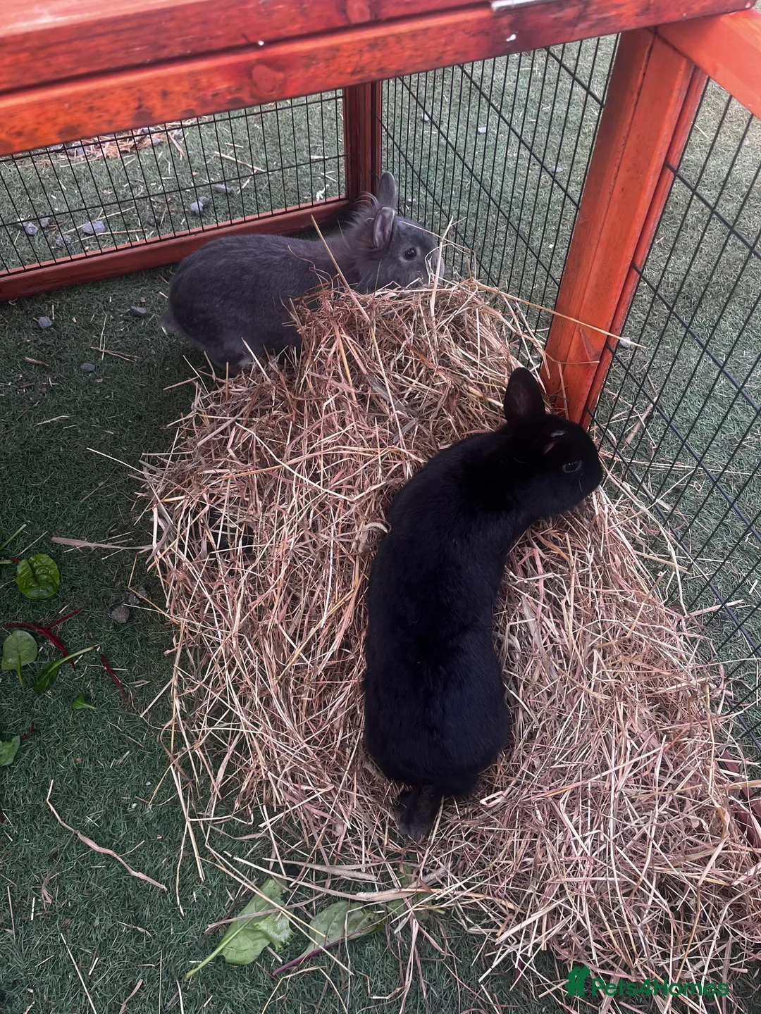 Mixed Breed rabbits for sale: 2 rabbits for sale  - Advert 6