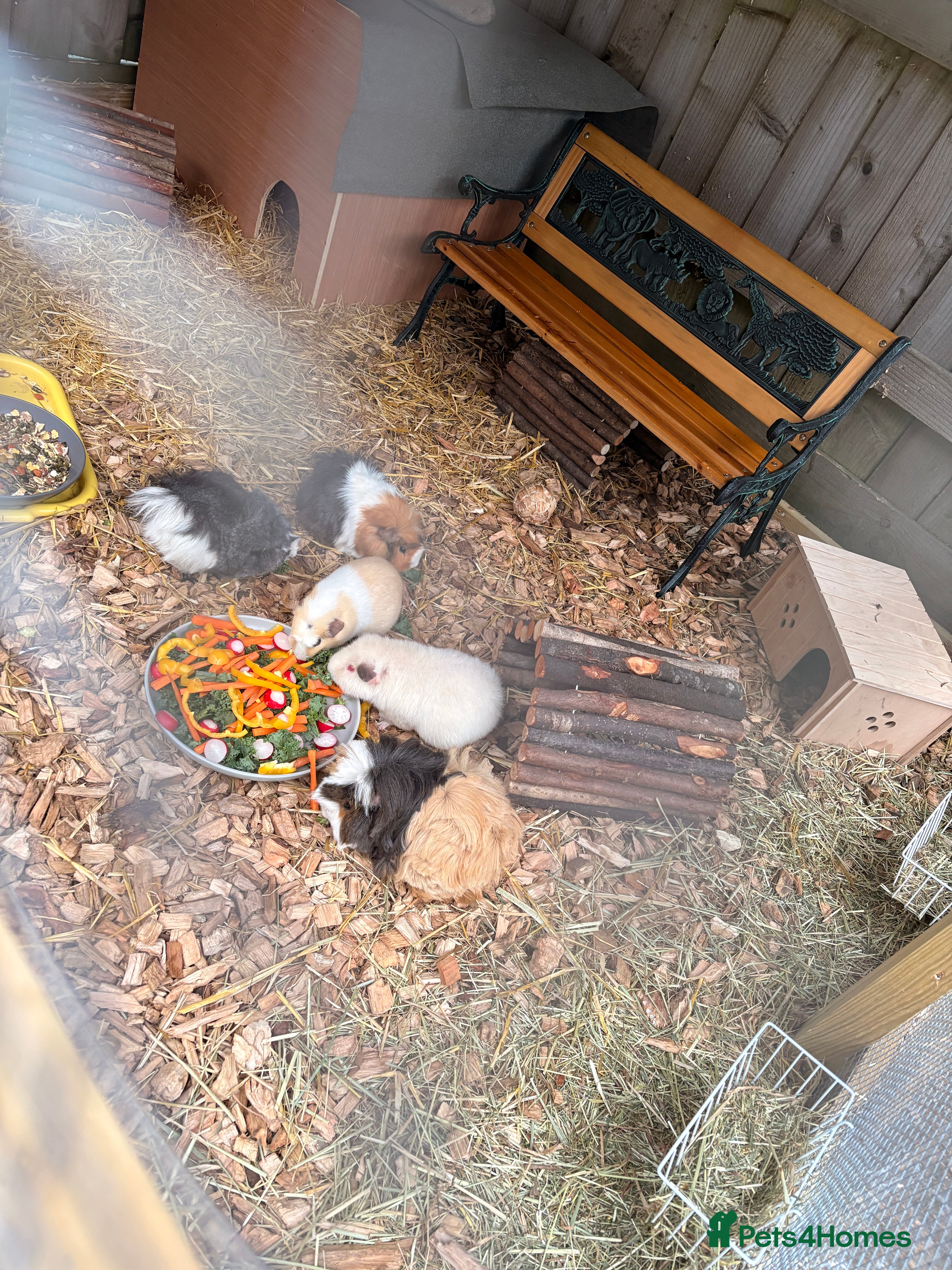 Guinea Pig rodents Assorted Female Guinea Pigs - Advert 1