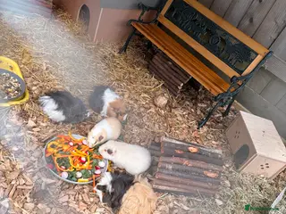 Guinea Pig rodents Assorted Female Guinea Pigs - Advert 1