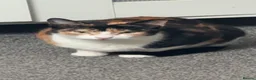 Mixed Breed cats for sale: Beautiful Calico Cat Ready for a Home - Advert 7