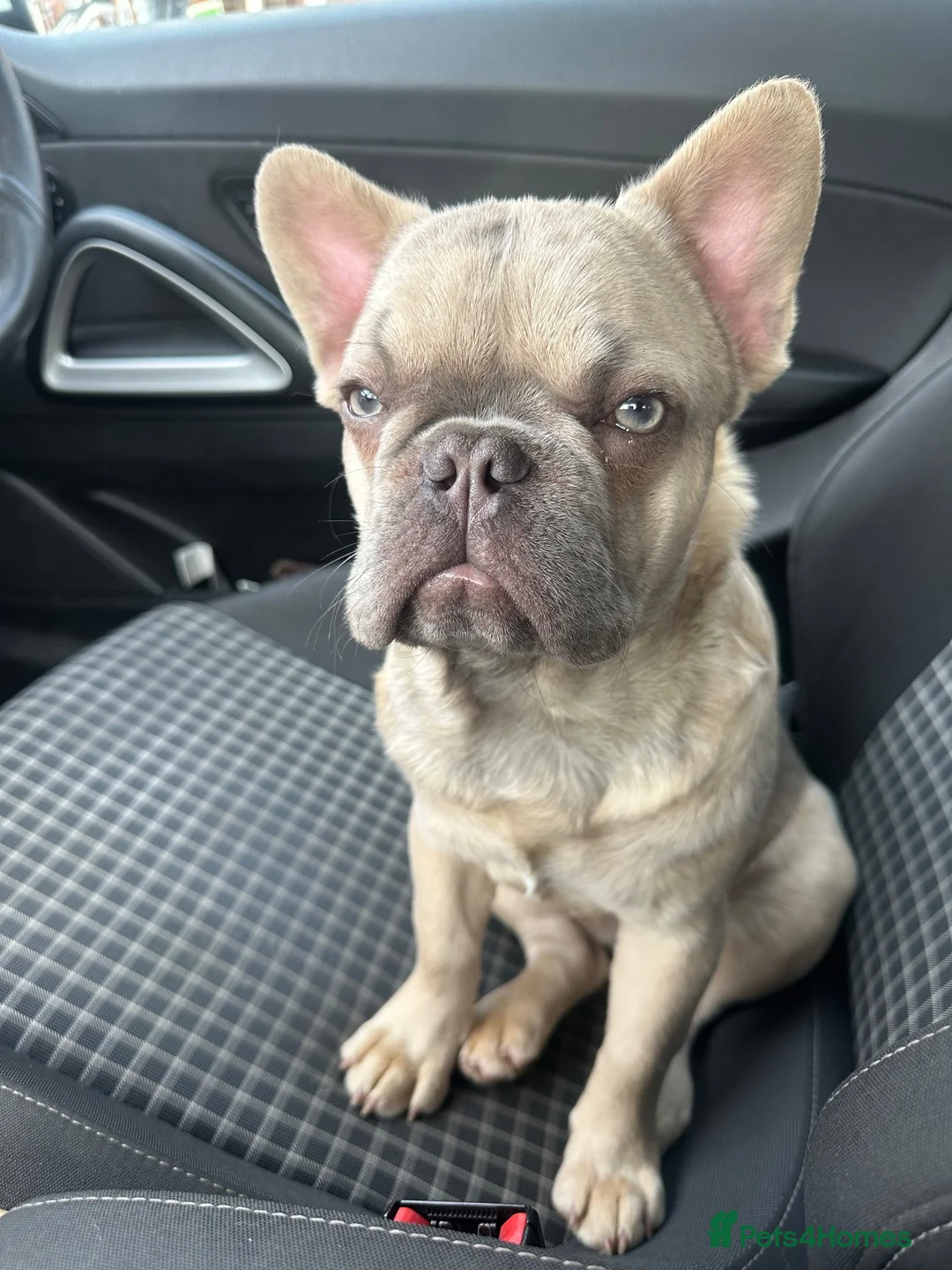 French Bulldog dogs for stud: Caesar  - Advert 2