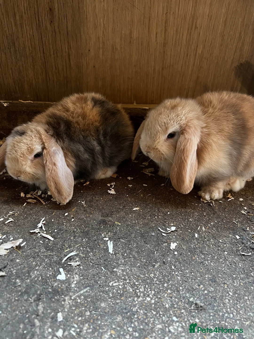 Mini Lop rabbits for sale: Mini lop girls  - Advert 1
