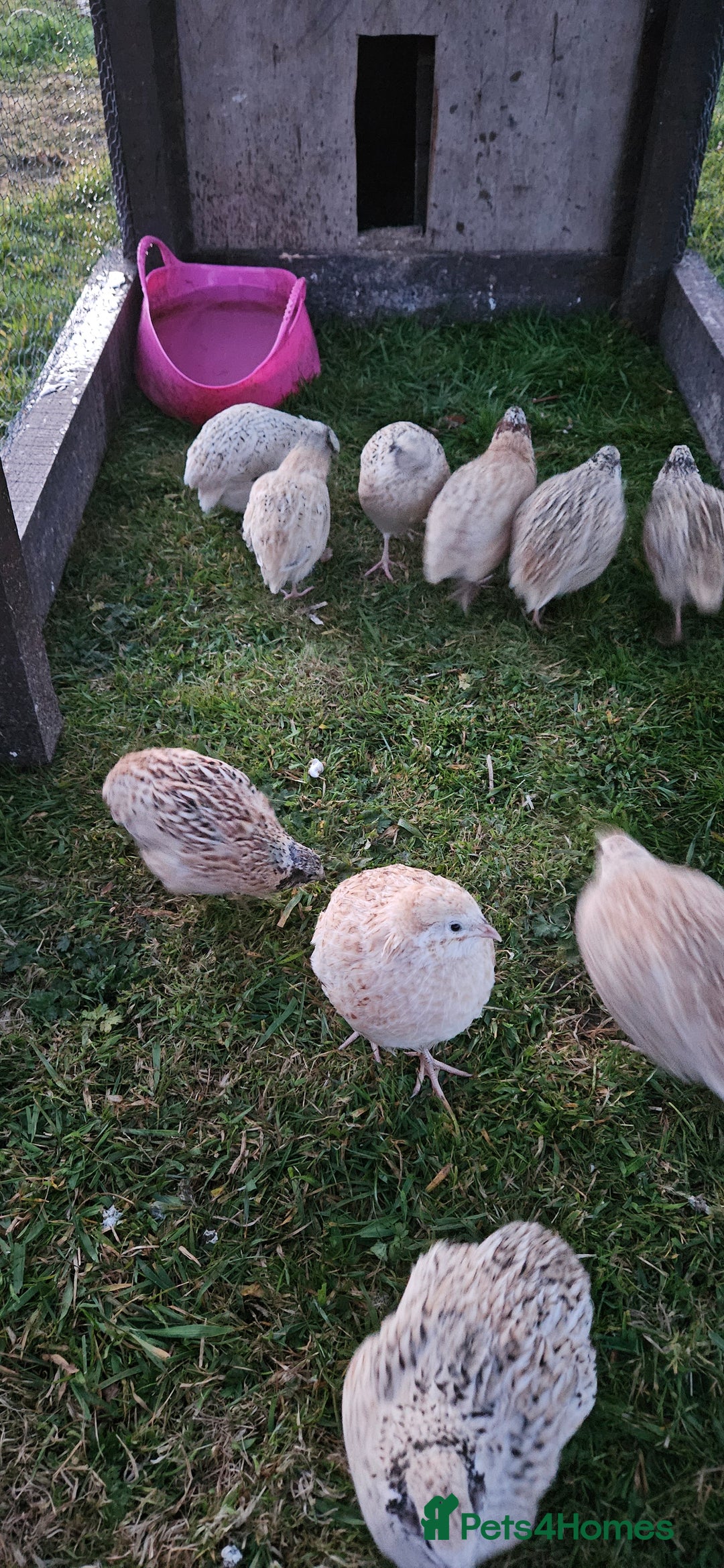 Quail poultry for sale: Conturnix and Japanese quail for sale 8 pound each - Image 2